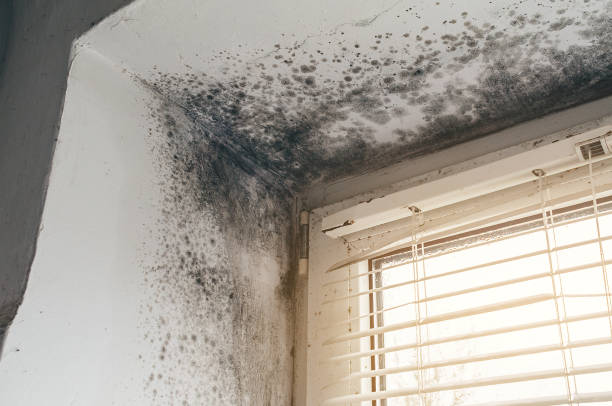Affordable Hvac And Air Duct Mold Remediation solutions in Burlington, NJ